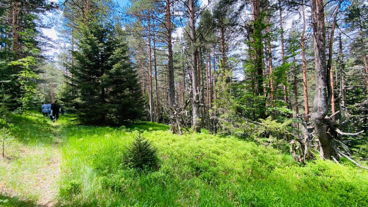 Eco Village Pavlovic Žabljak Εξωτερικό φωτογραφία